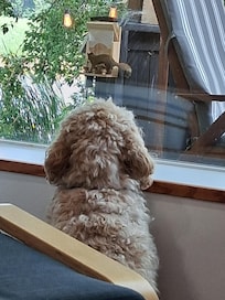 Live pup tv. 😁