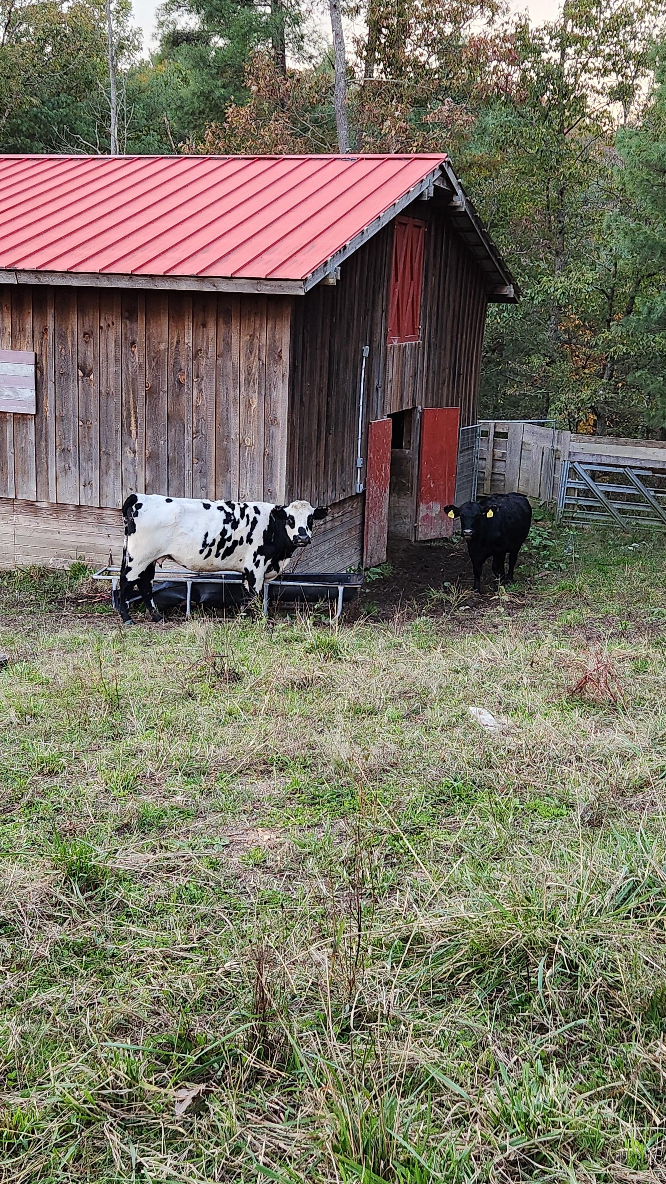 A couple of the locals.