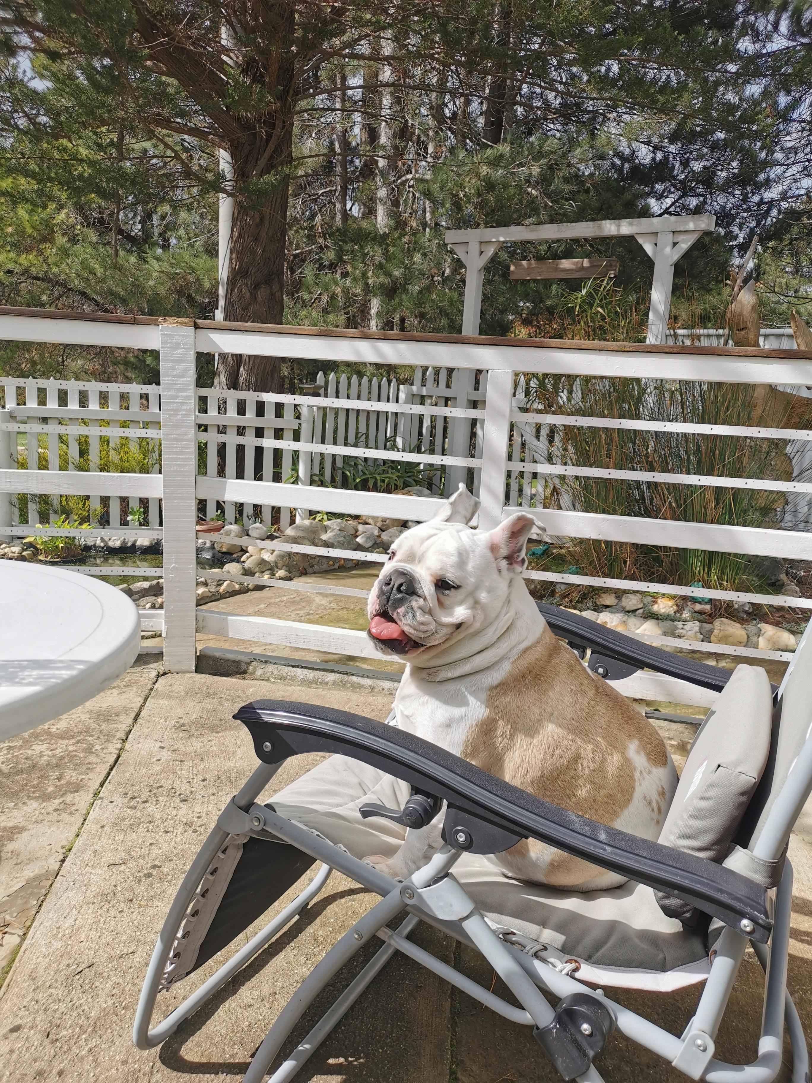 Lola taking in the sun