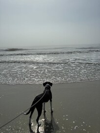 Molly enjoyed playing with all of her new friends on the beach and finally is not afraid of the ocean