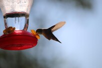 We hung a feeder and watched Hummers