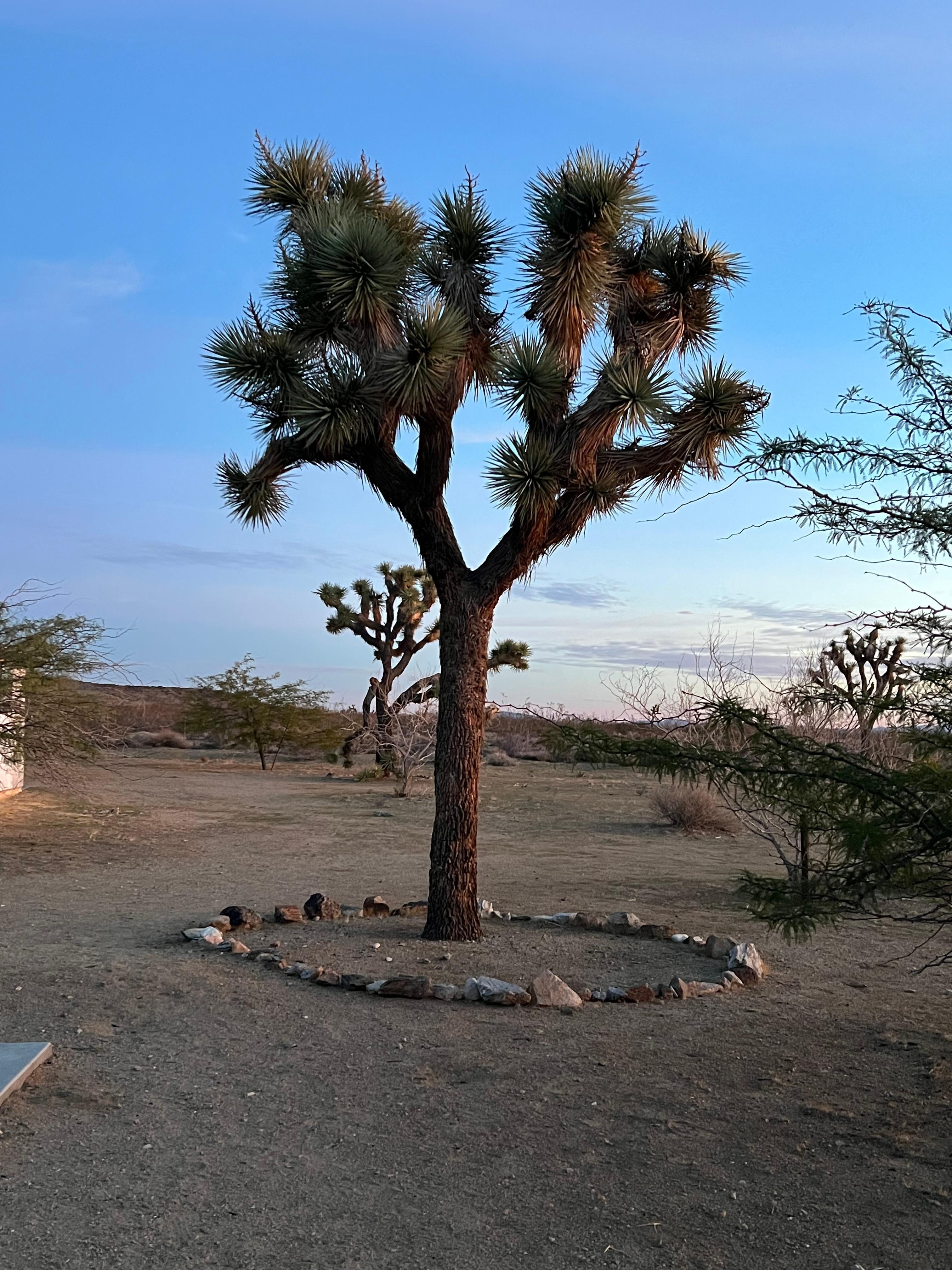 Beautiful Joshua tree