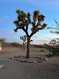 Beautiful Joshua tree
