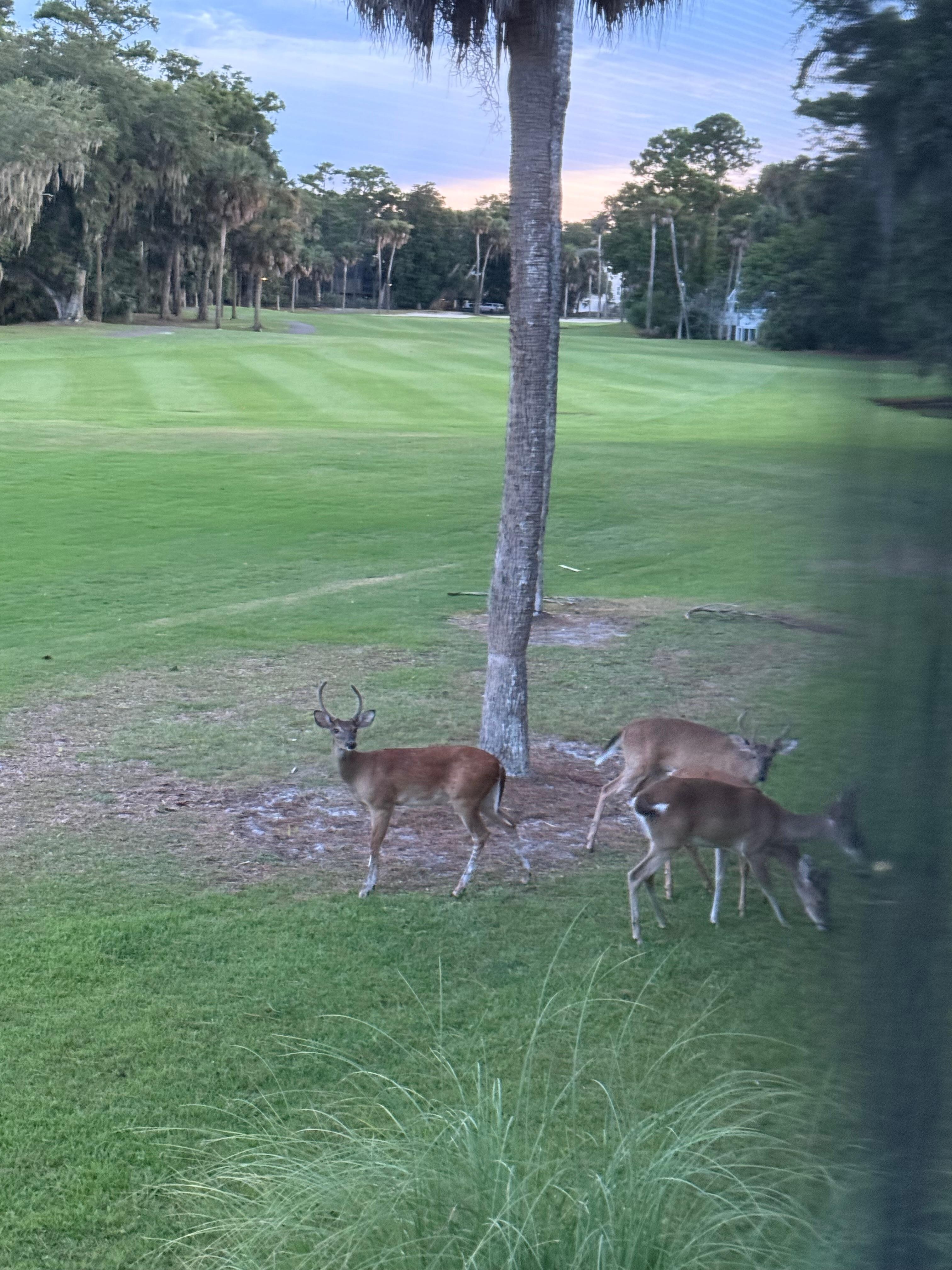 A few of the deer