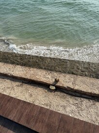 Looking down from property during high tide.