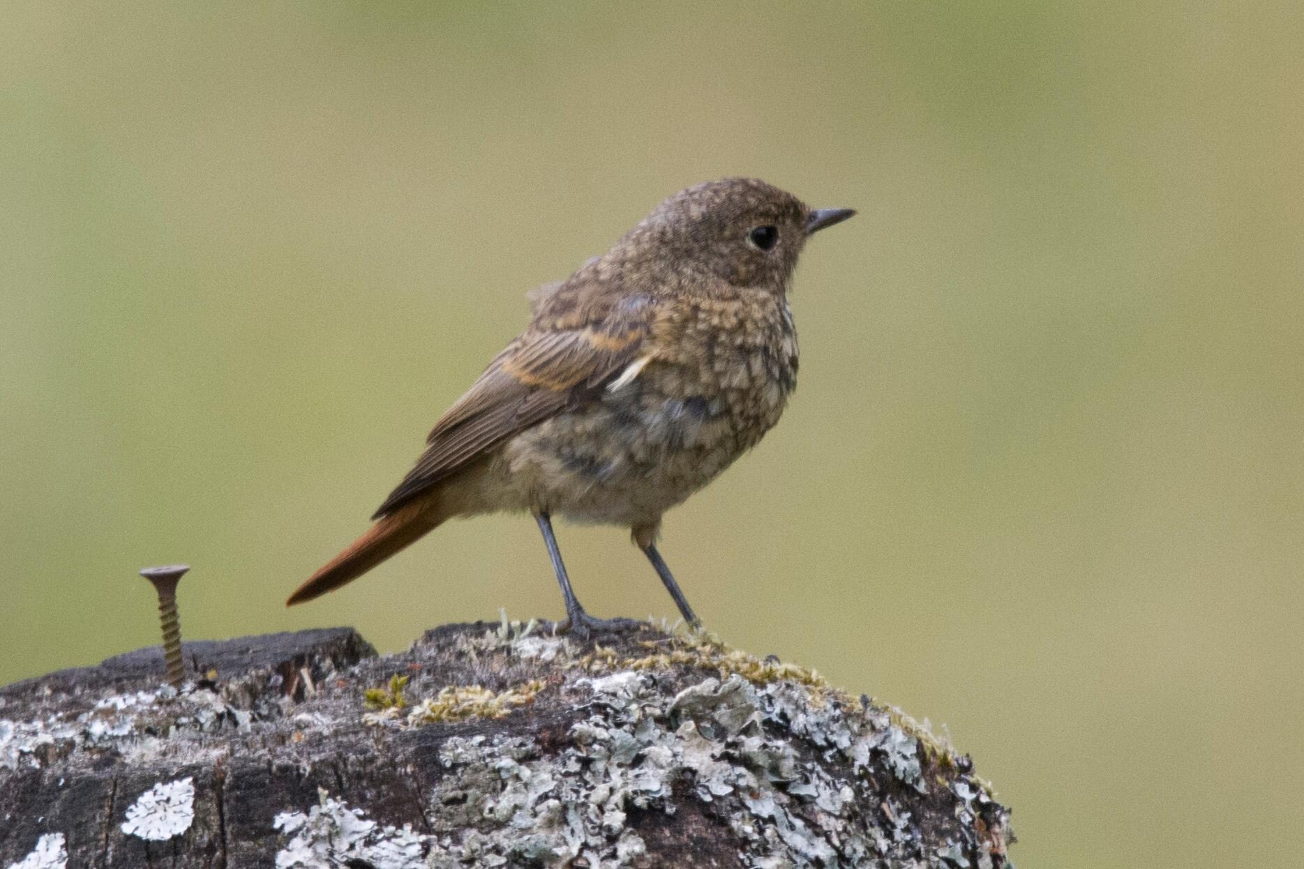 Black Redstart on a fence post opposite the patio.