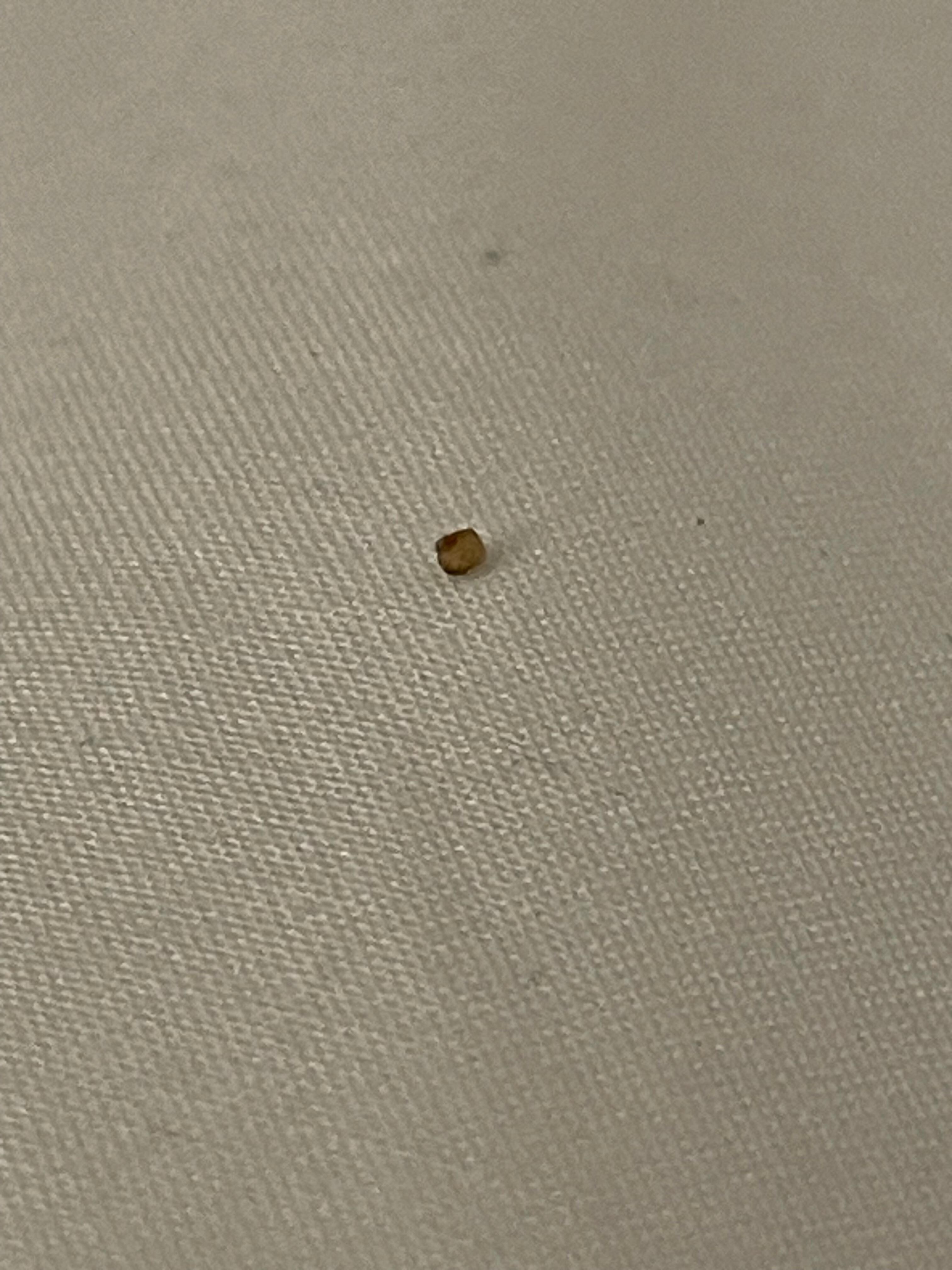 Bug in bed 2