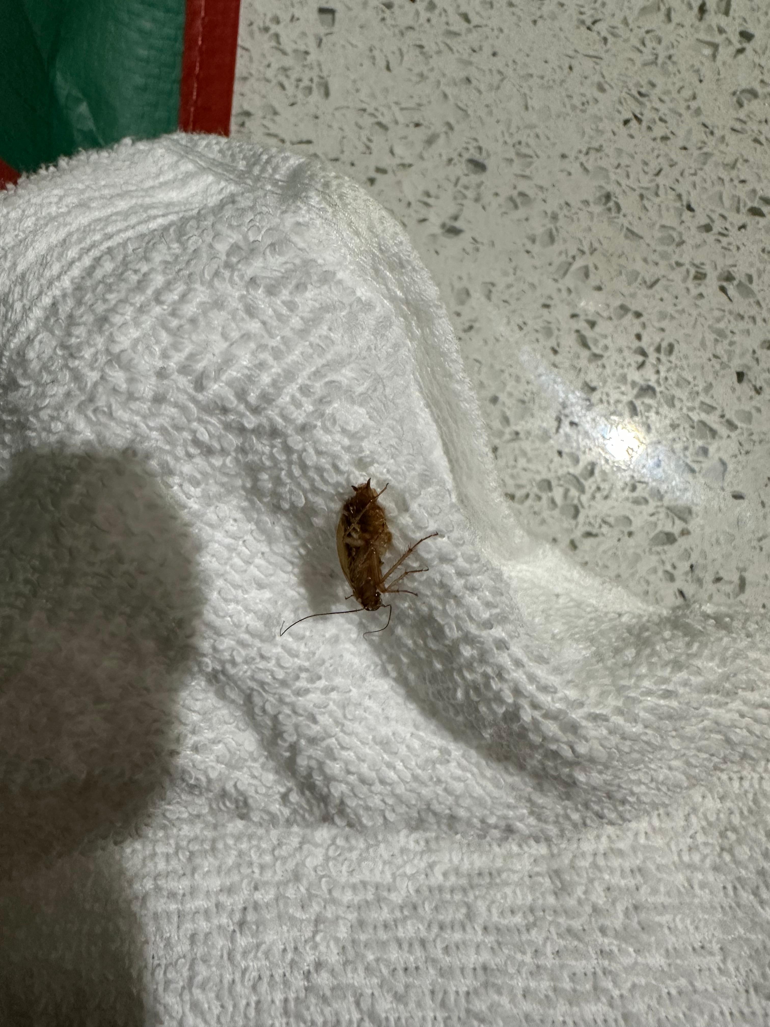 Roach by the television 