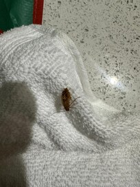 Roach by the television