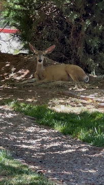 Cervo selvatico nel giardino della struttura