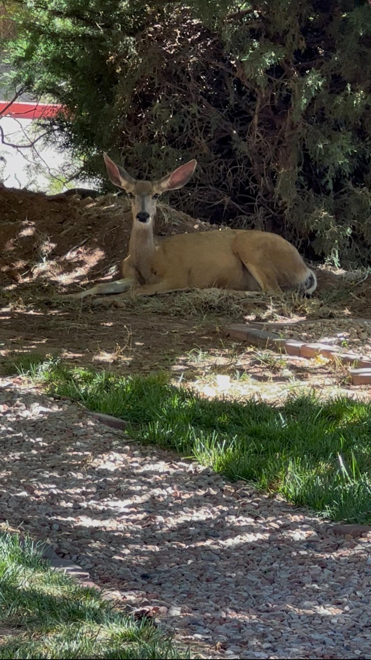 Cervo selvatico nel giardino della struttura