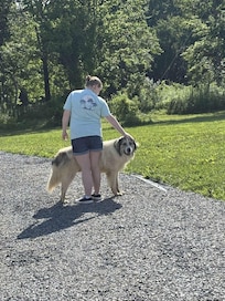 Hank kept asking for pets anytime he saw me