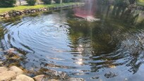 The trout in their pond was amazing to watch. The kids threw some sun flowers seeds and witness a trout jumping up and over to eat some. Place is beautiful. Expedia and their web site doesn't do much justice for the place.