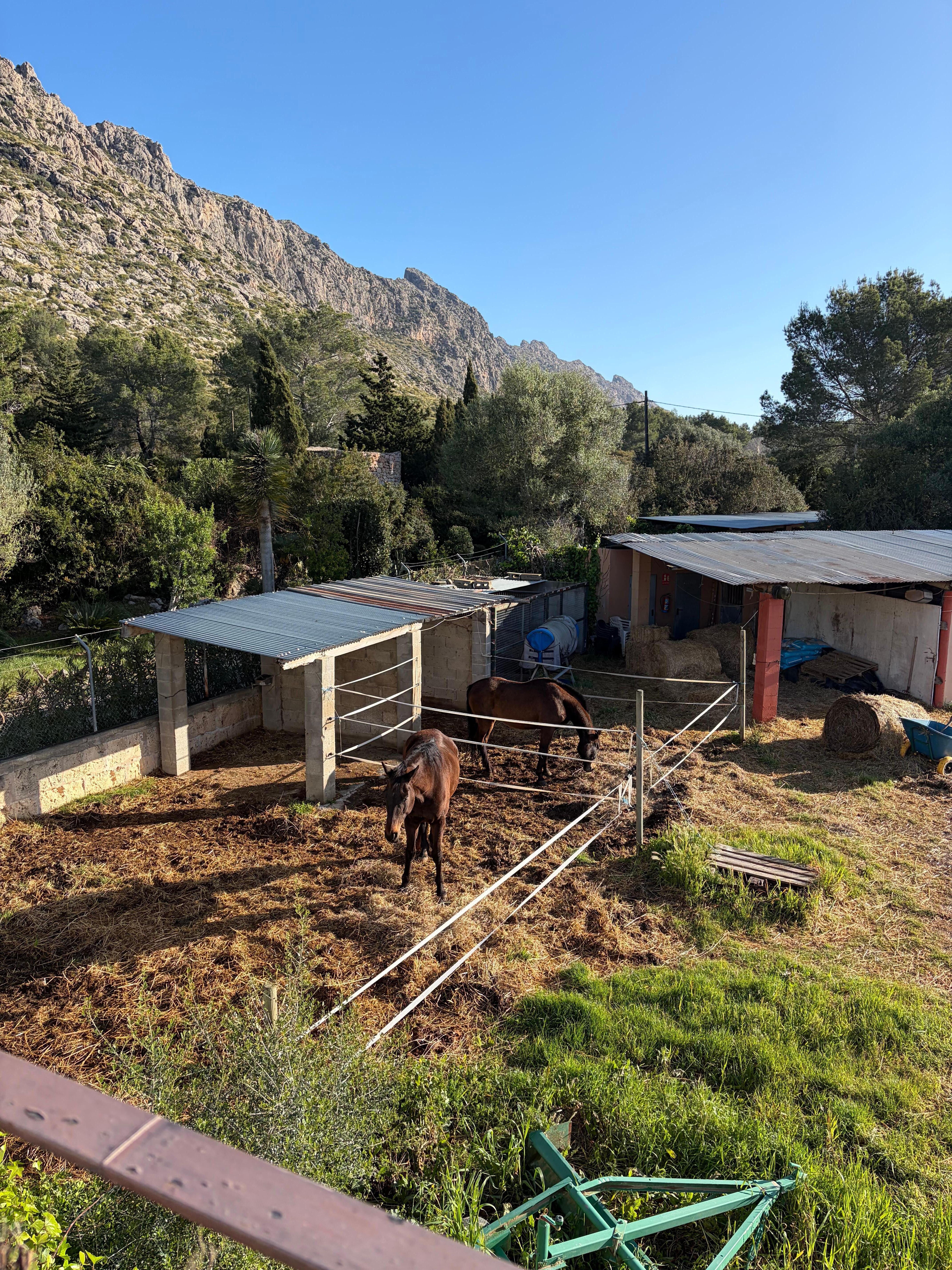 Next door to an equestrian school