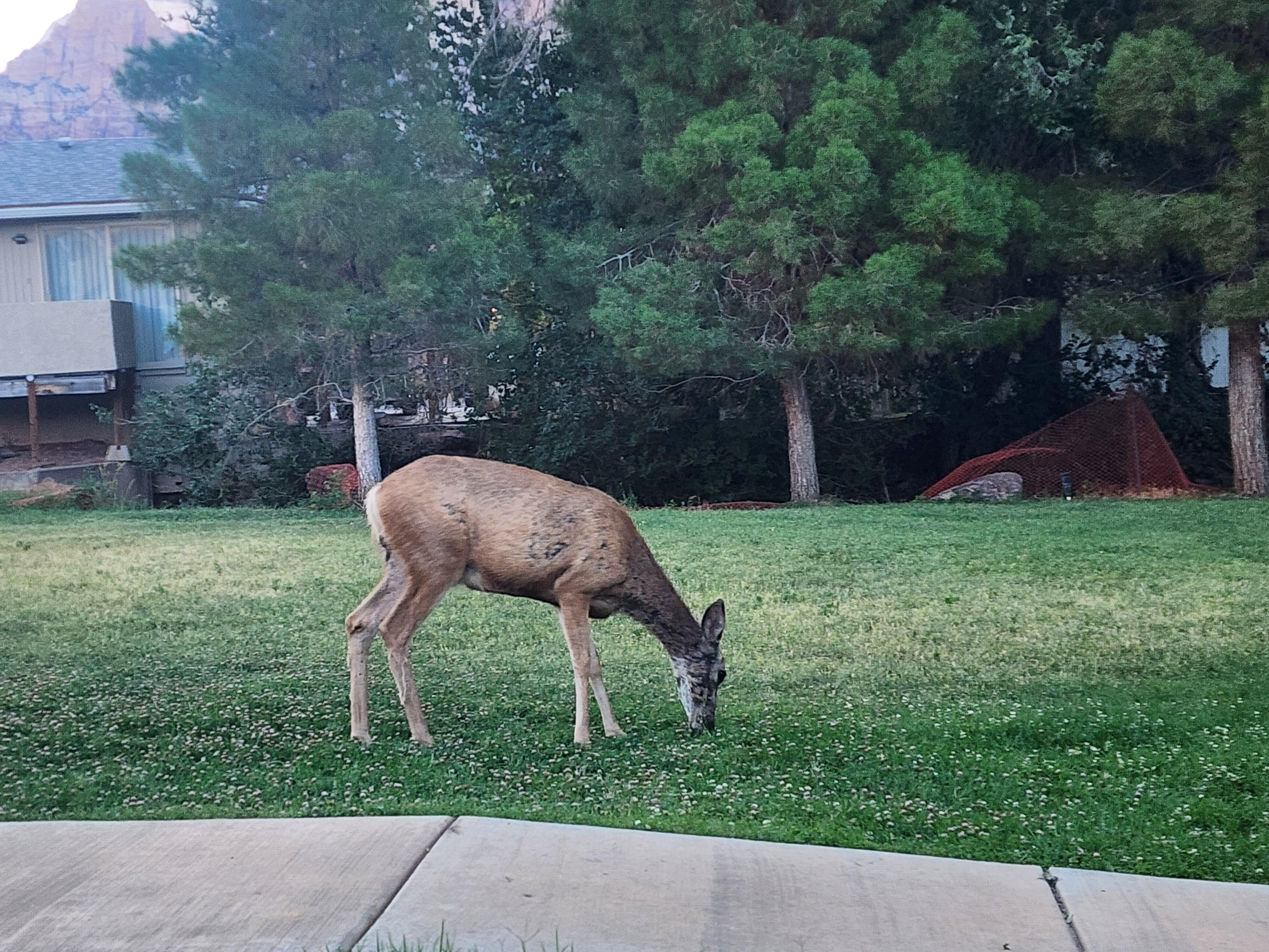 Deer in the courtyard