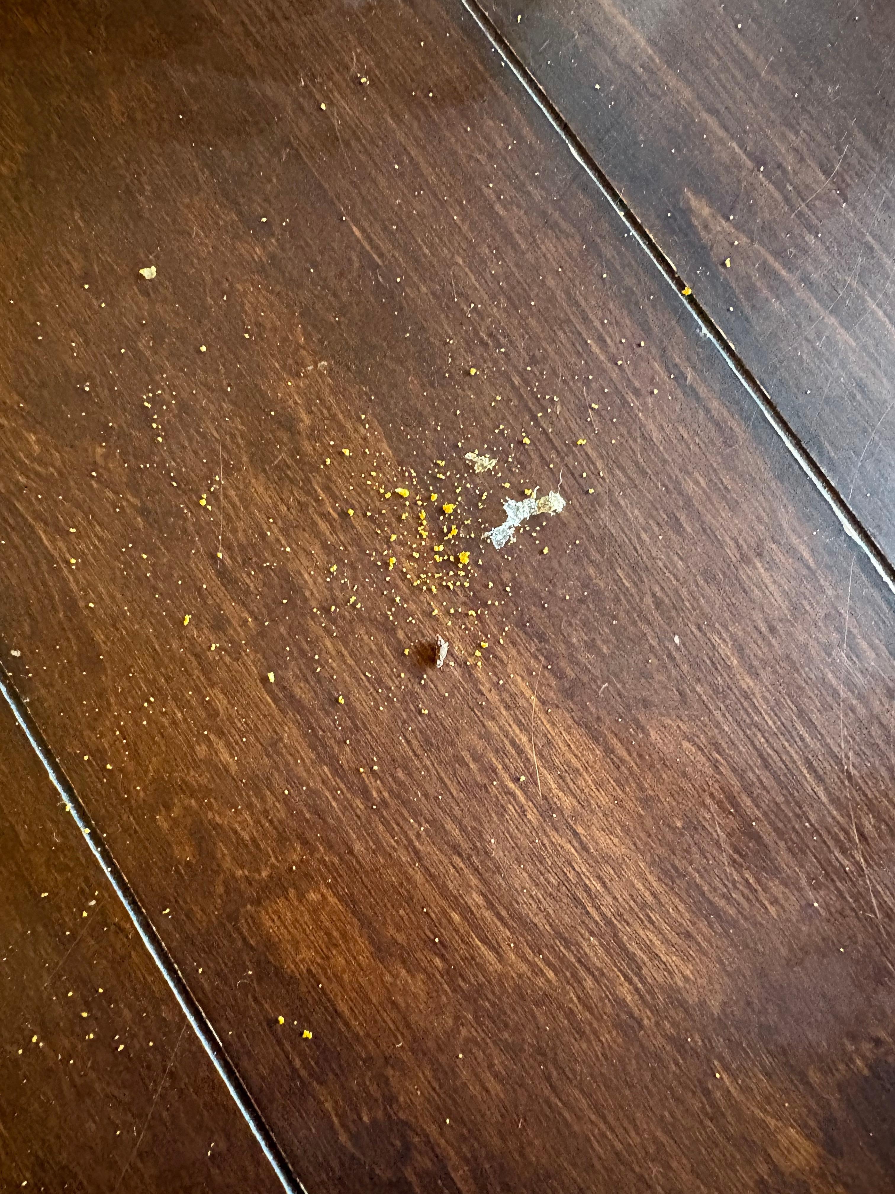 Popcorn dust with mouse droppings on kitchen table 