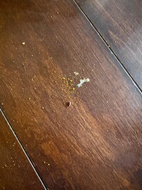 Popcorn dust with mouse droppings on kitchen table