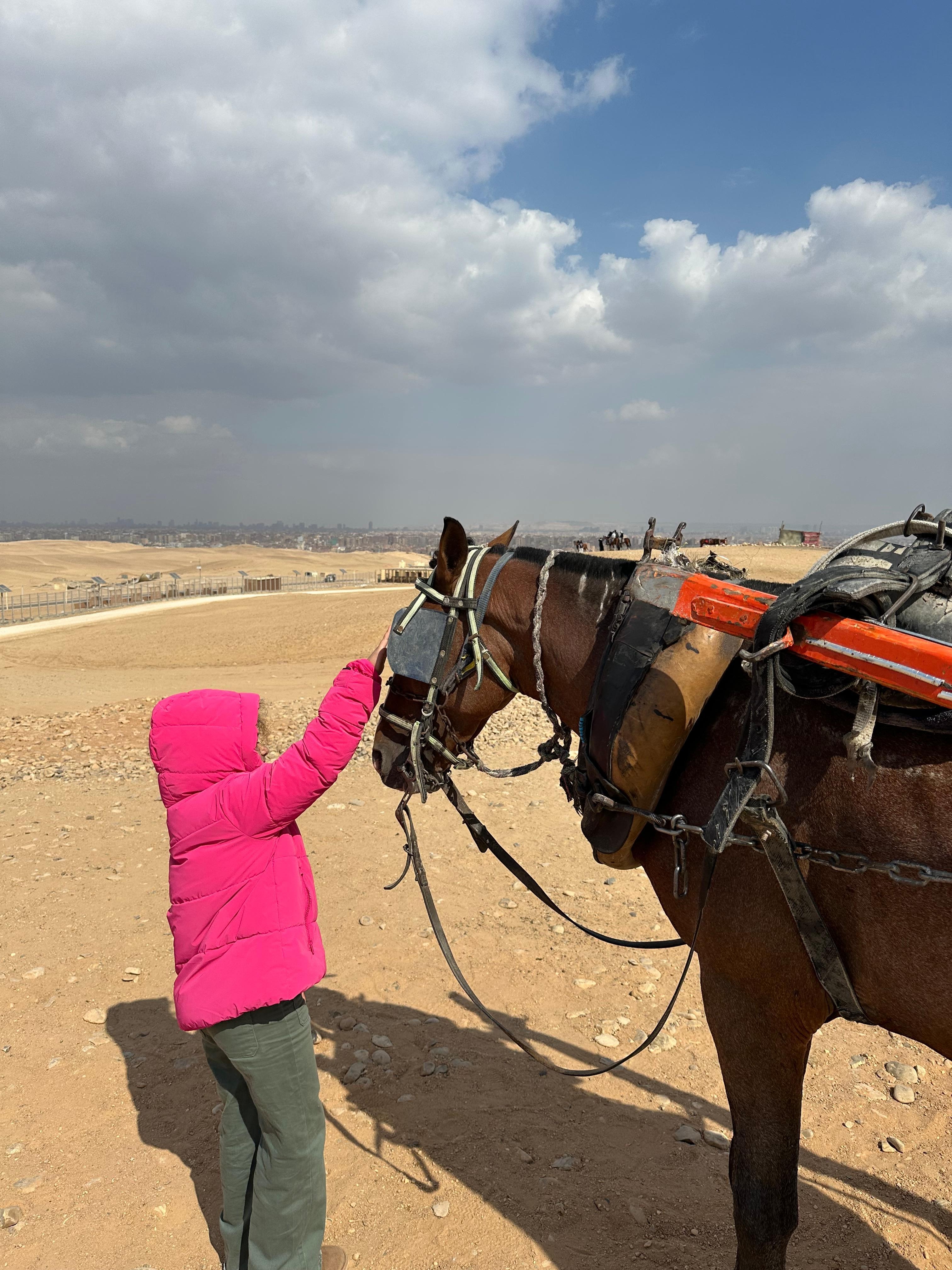 Horse carriage arranged for private pyramids tour. 