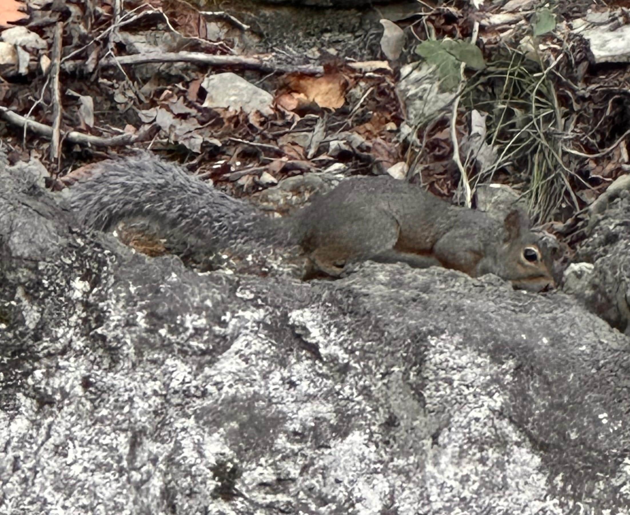 Squirrel scampering on a ledge