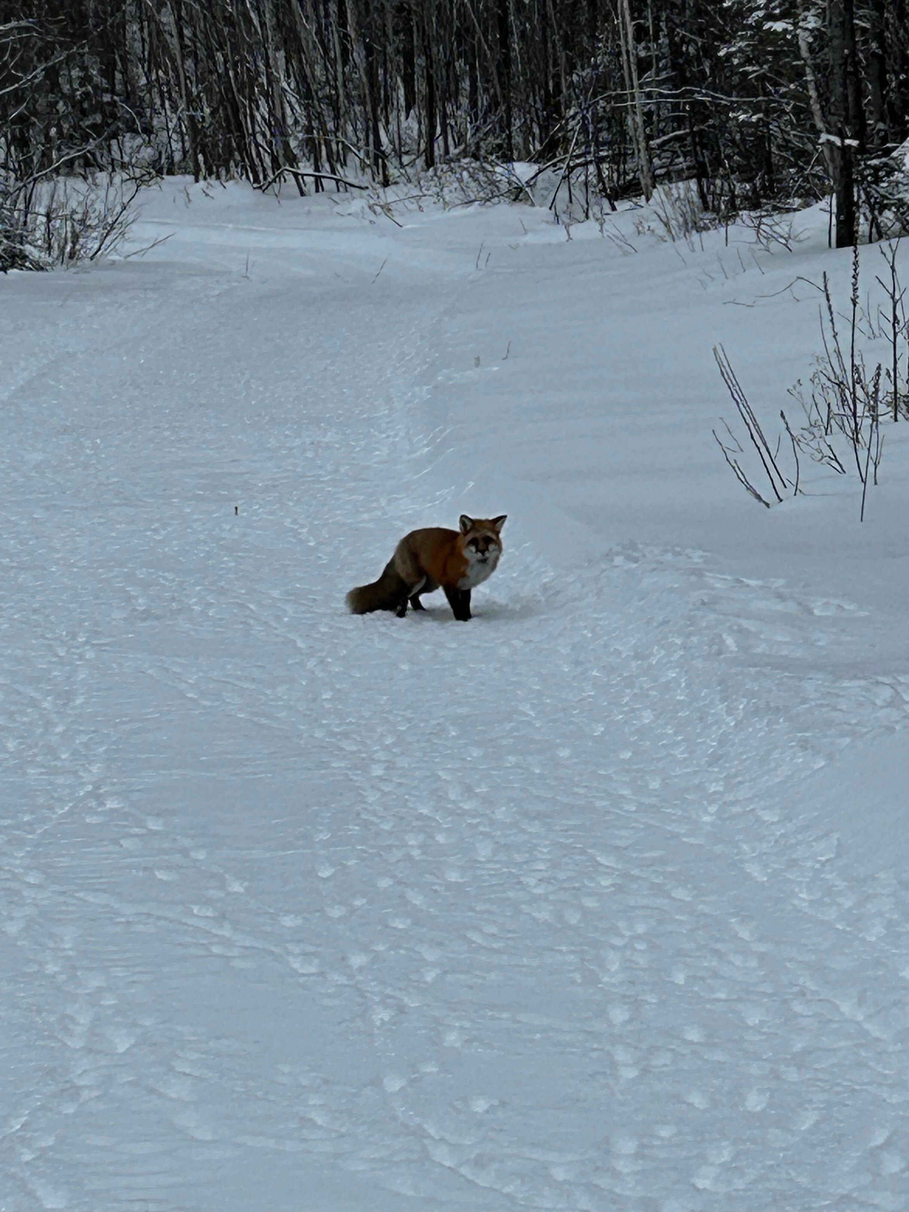 Seen a fox on the trail while staying at the red fox cabin