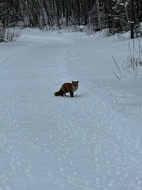 Seen a fox on the trail while staying at the red fox cabin