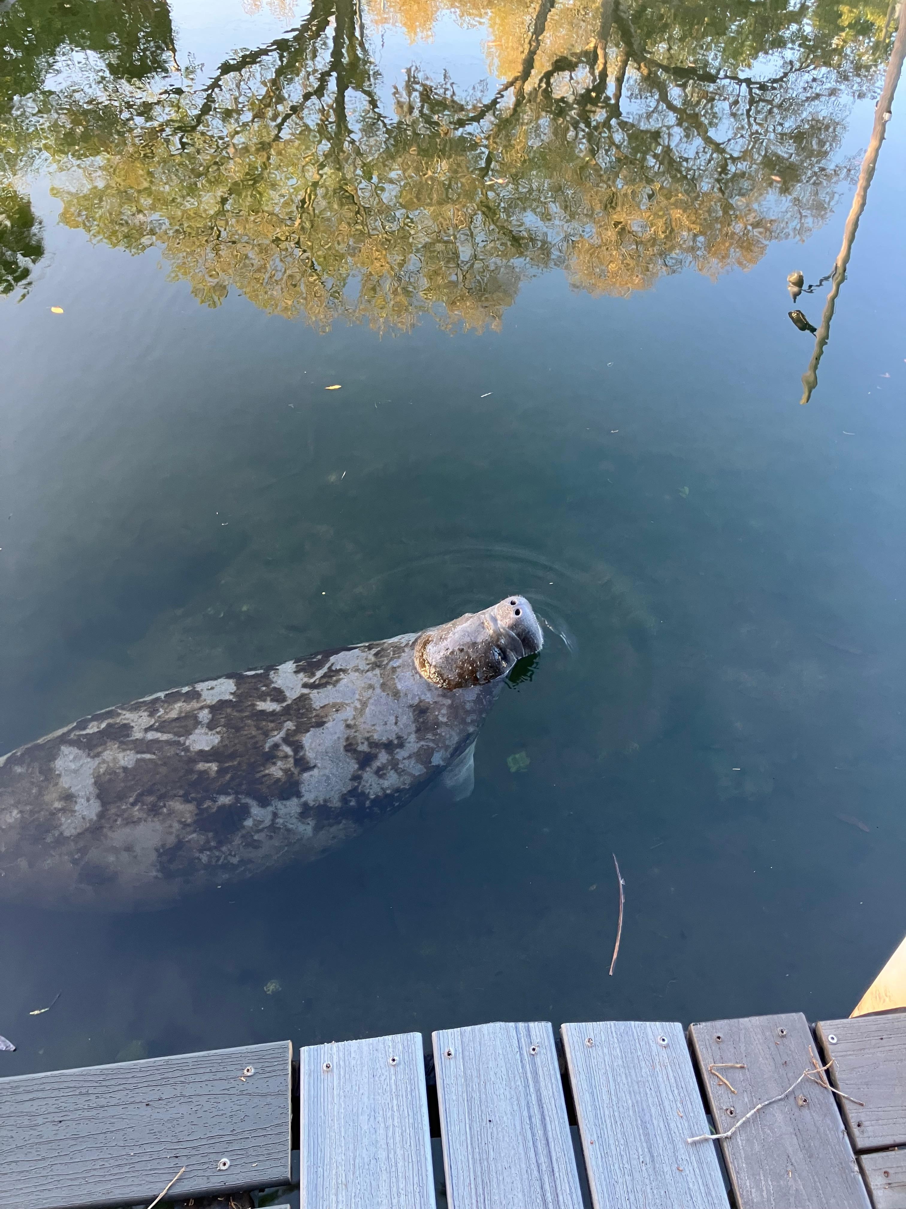 Manatee swimming by the dock. 
