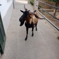 Boucs et chevres sont partout á Formentor. Ils sont nos amis. Bonheur !