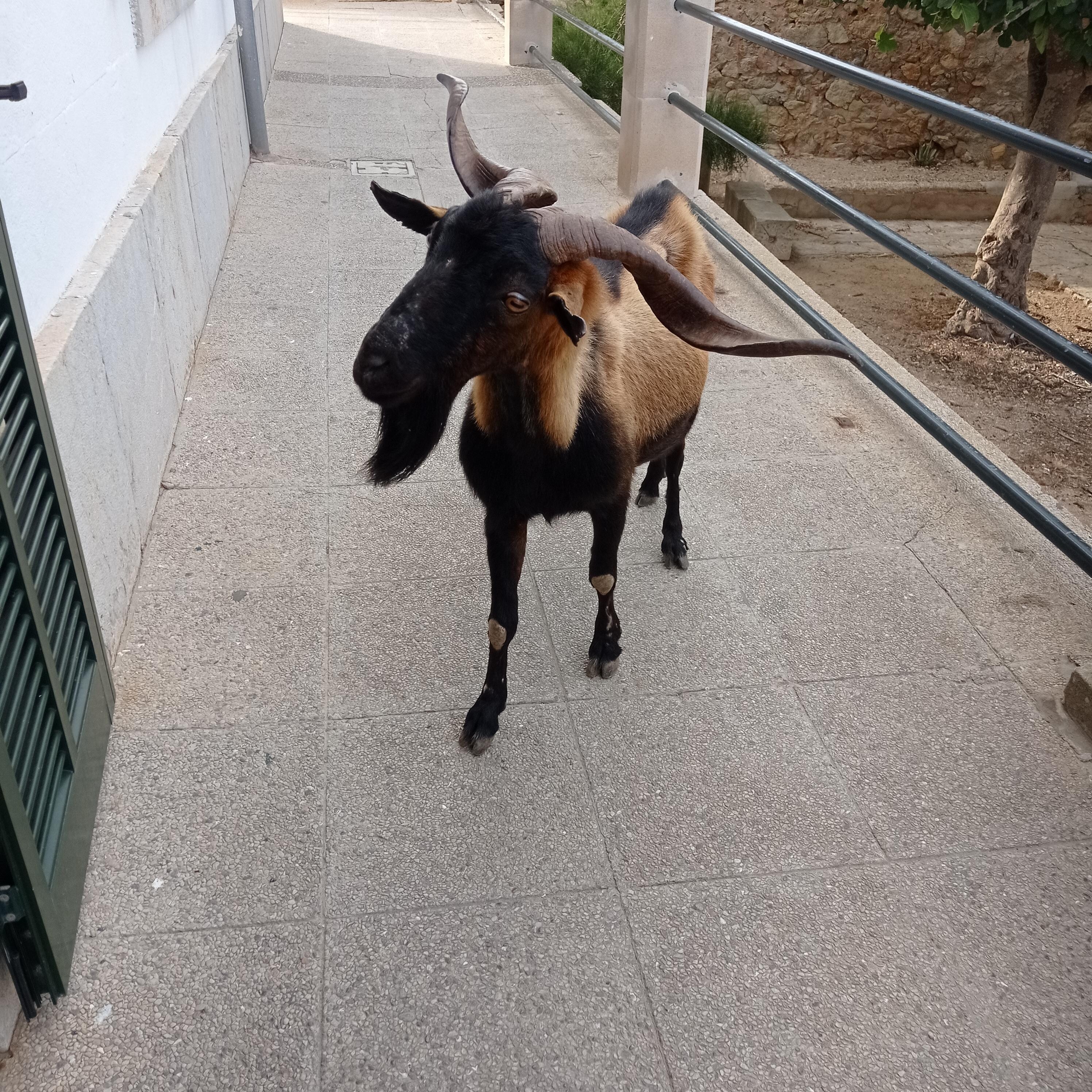 Boucs et chevres sont partout á Formentor. Ils sont nos amis. Bonheur !