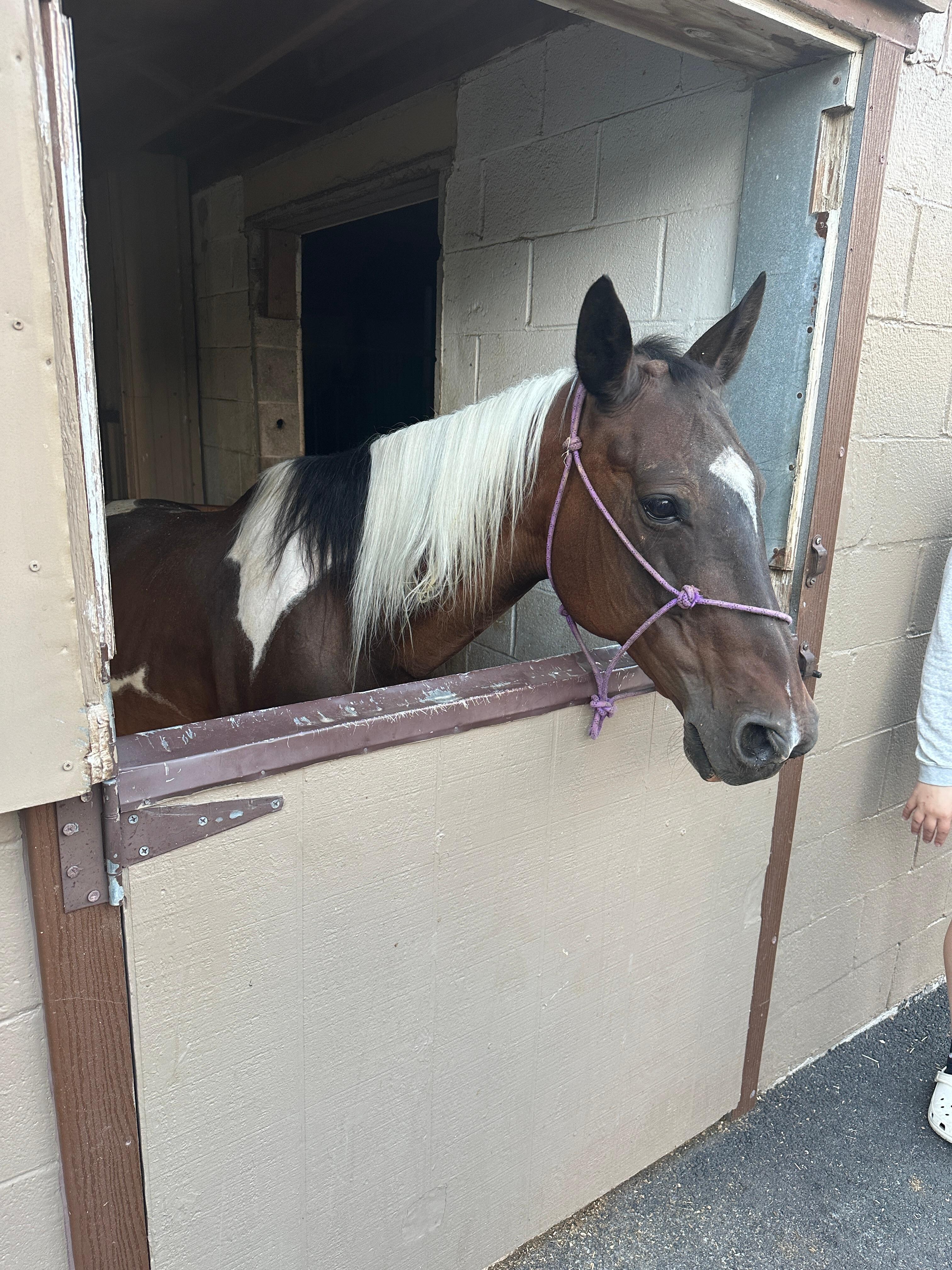 Friendly horses 