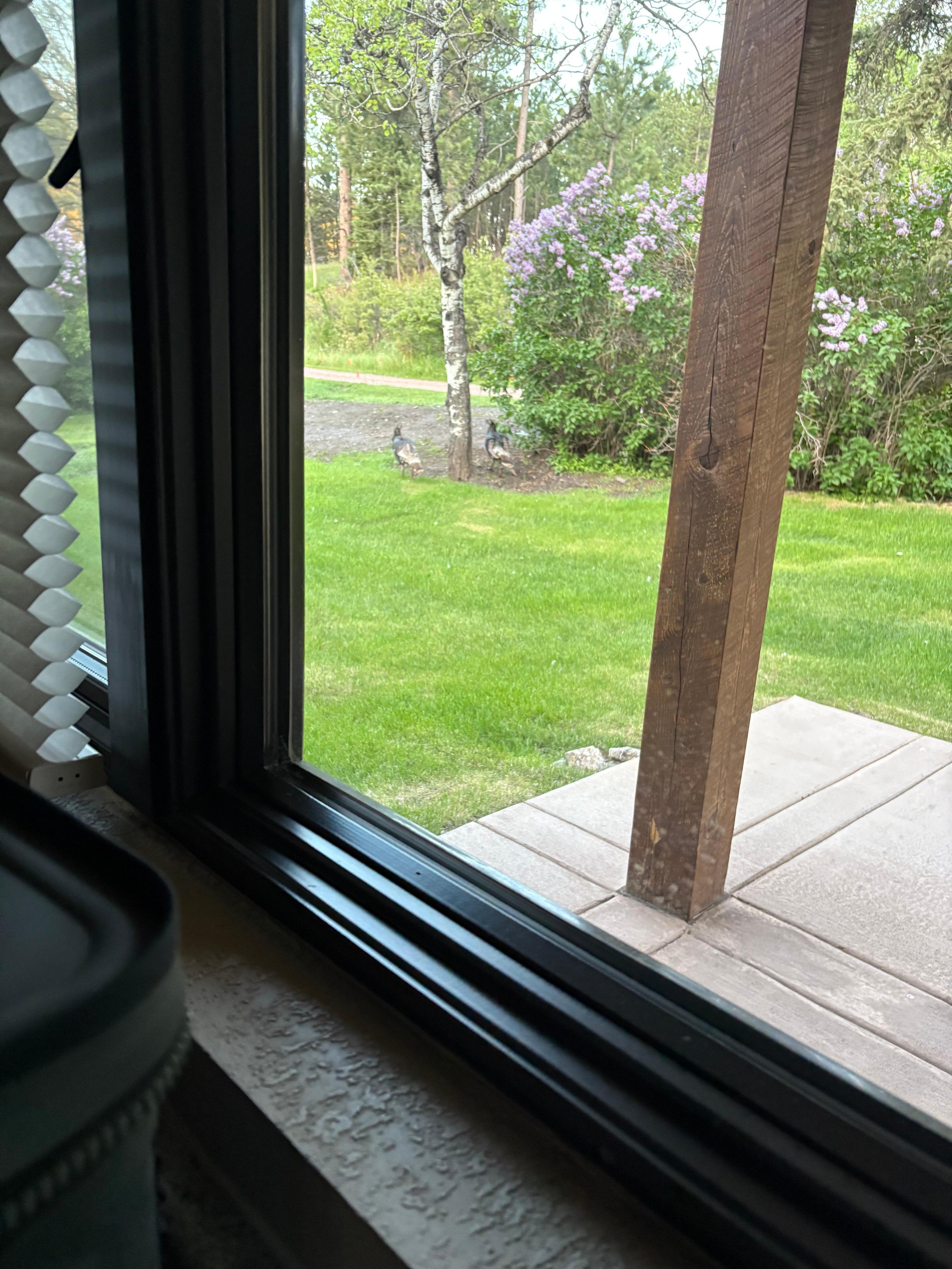 Picture of two wild turkey from the kitchen window. They had been on the front porch. 