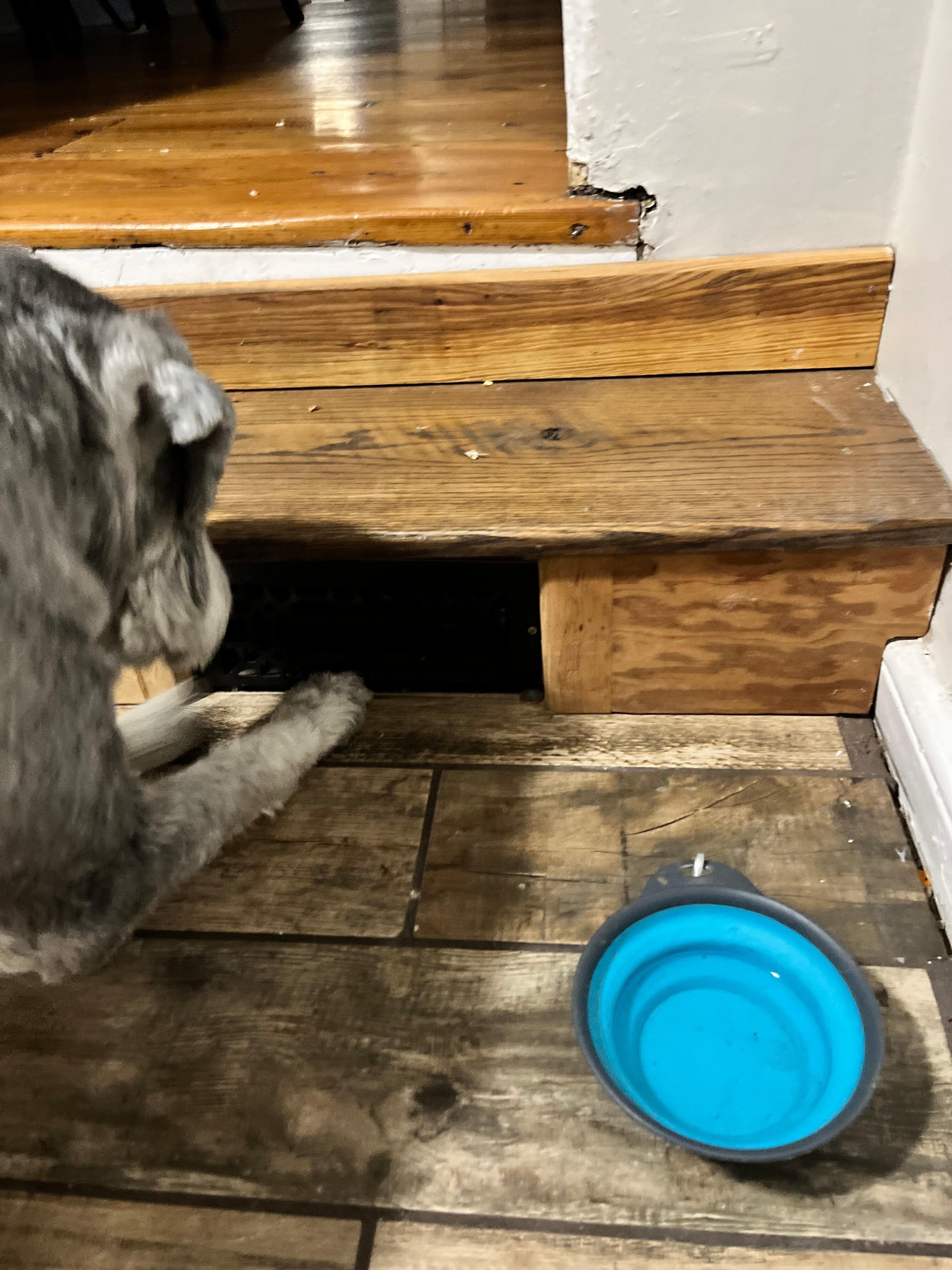 My dog desperately trying to get the rodent under the step