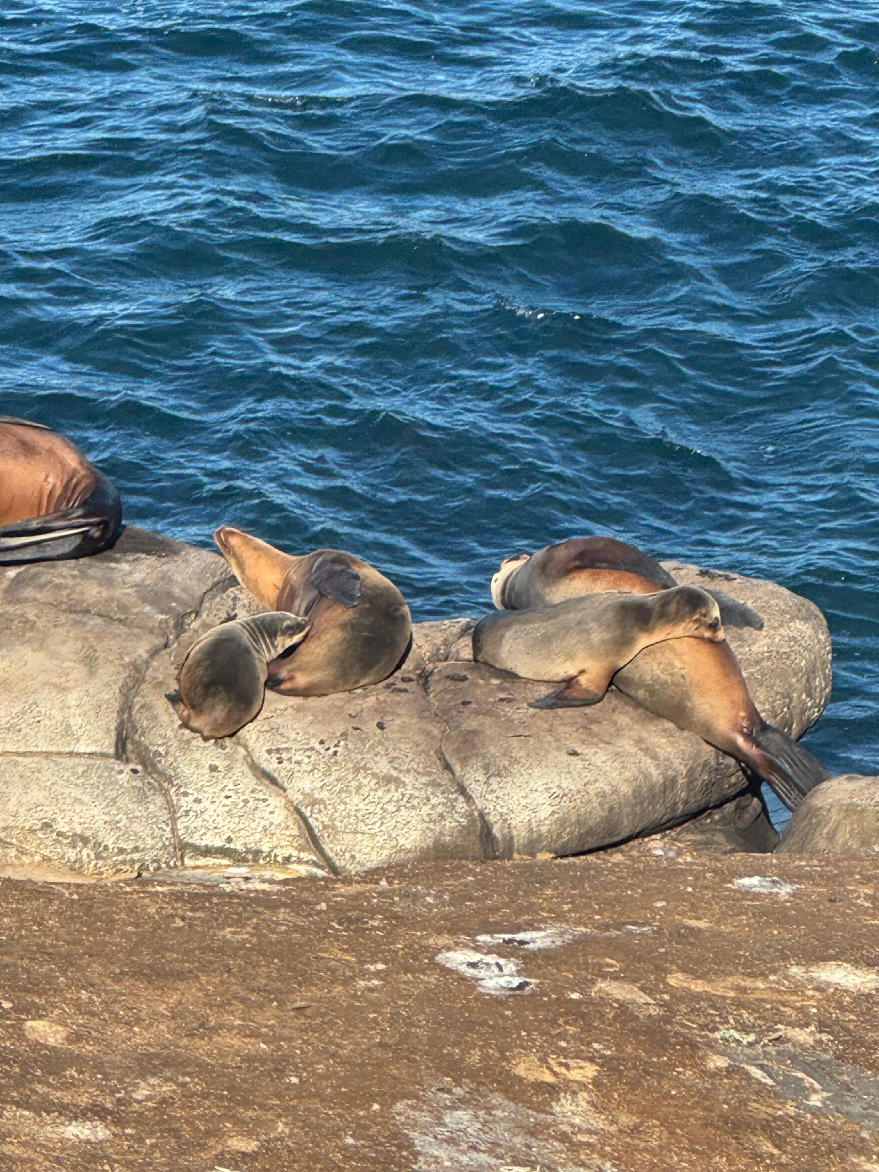 Seals at La Jolla, CA