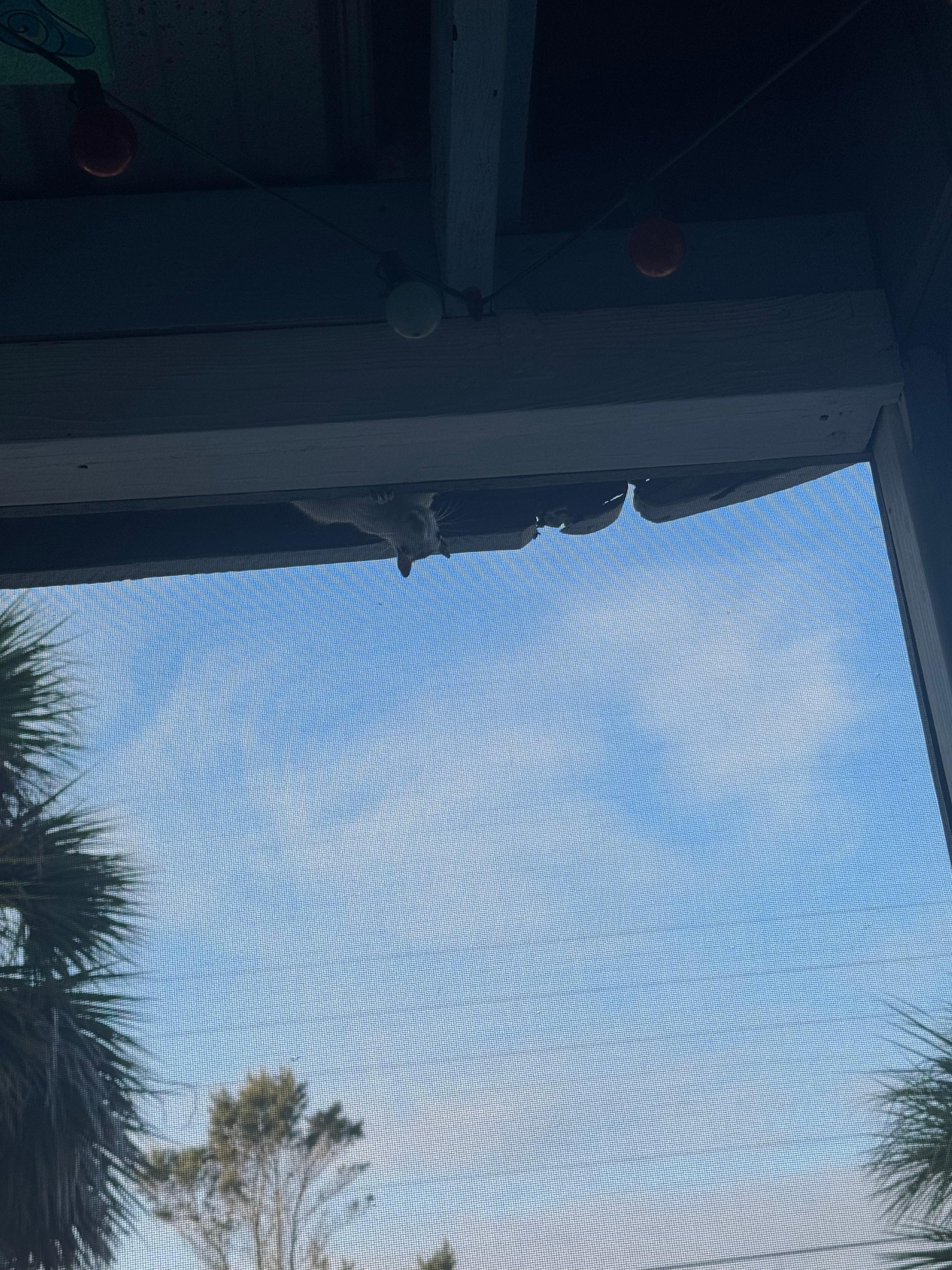 White Squirrel spying on us while drinking coffee. 