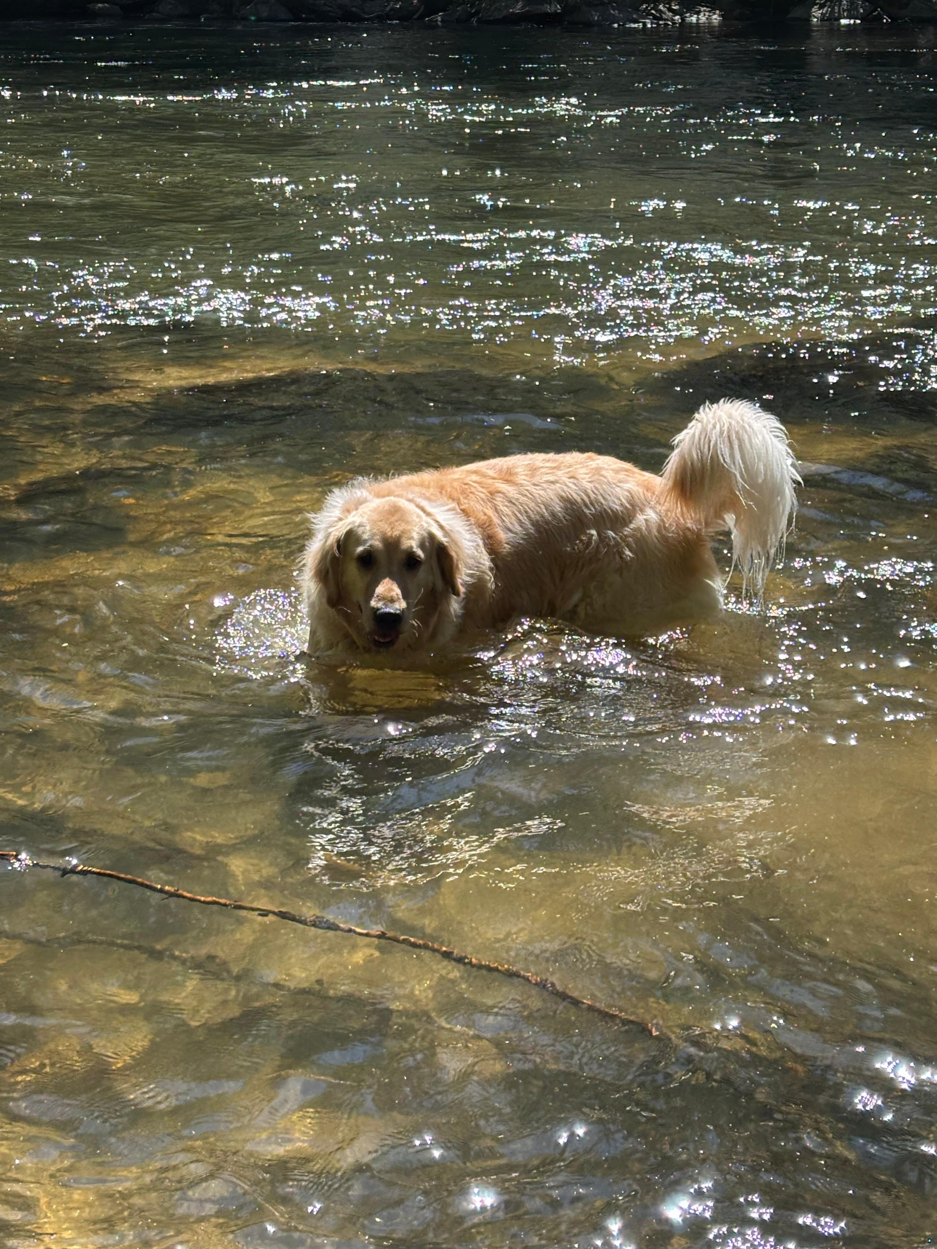 My service dog enjoying the river access part that’s shallow 