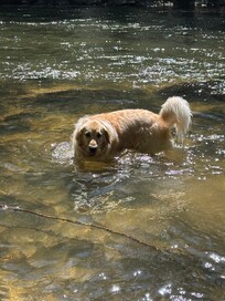My service dog enjoying the river access part that’s shallow