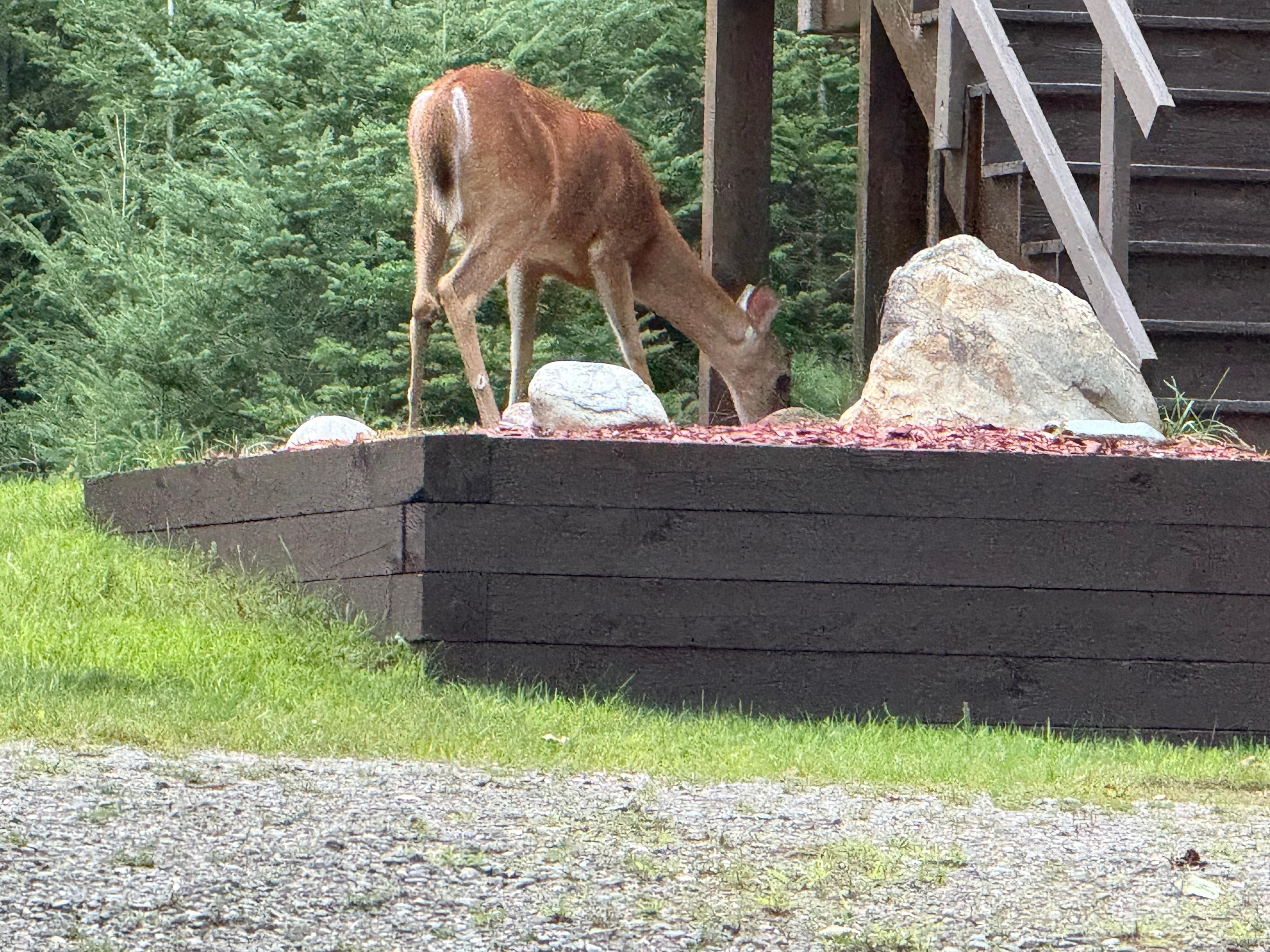 Deer I came within 7 feet of our last night