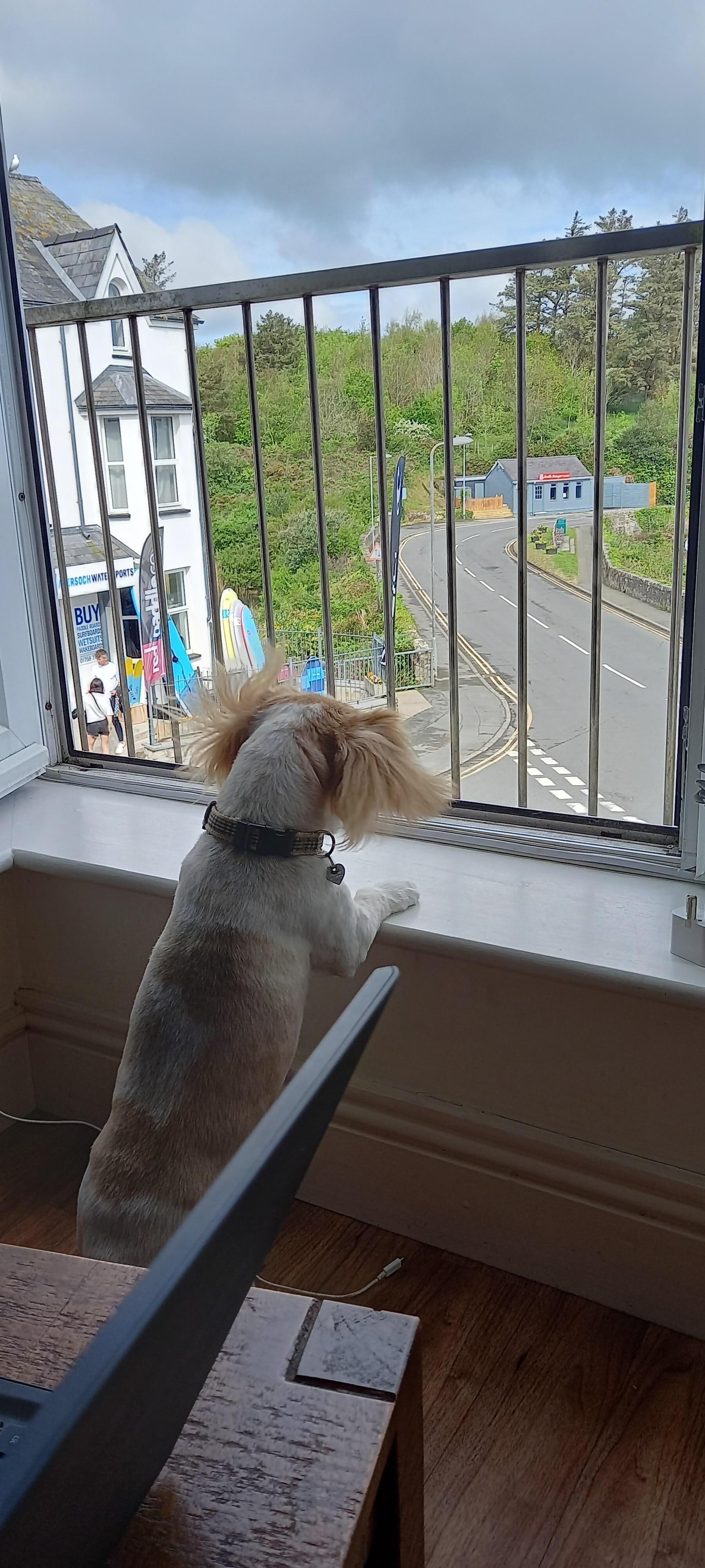 Minnie enjoying the view 