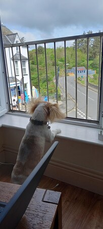 Minnie enjoying the view