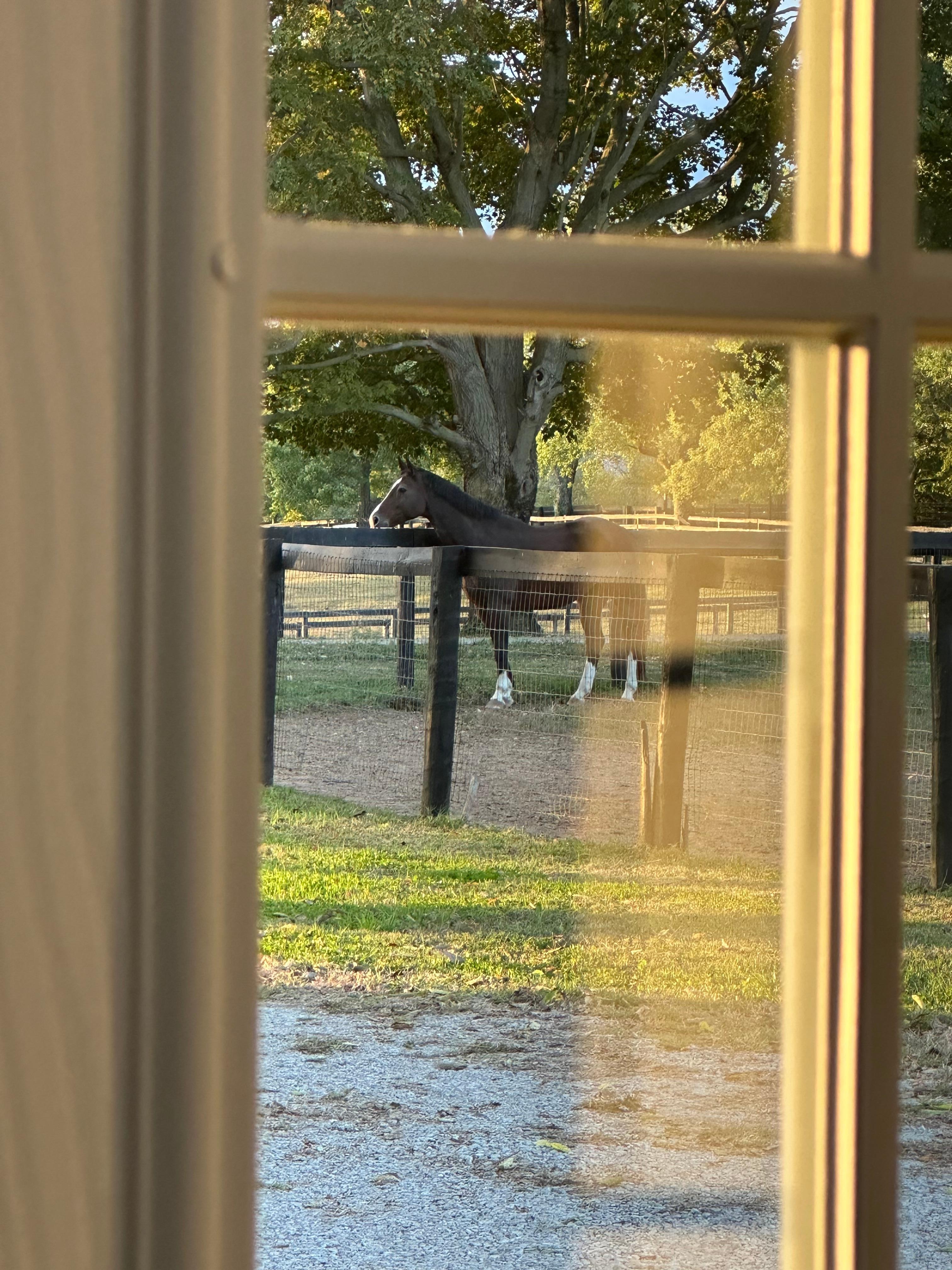 Friendly faces seen from every window