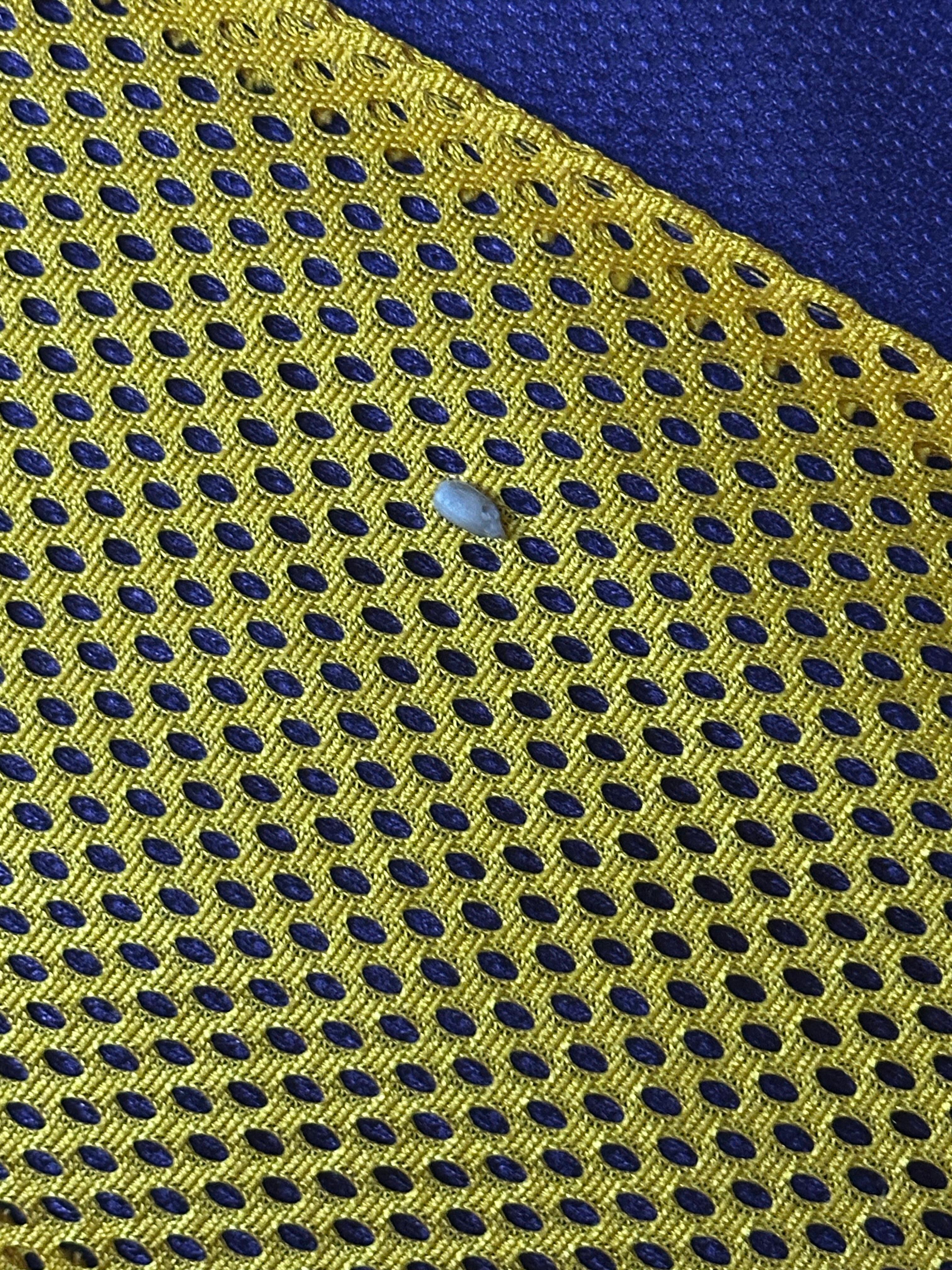 Sunflower seed on the bed.