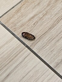 Roach by the sink floor.