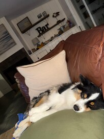 Our dog on her towel on the sofa tired from a full day.