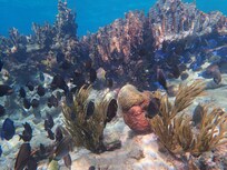 Backyard...about 50-100 feet from shore