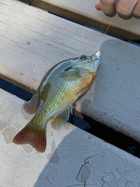 A little sunfish action