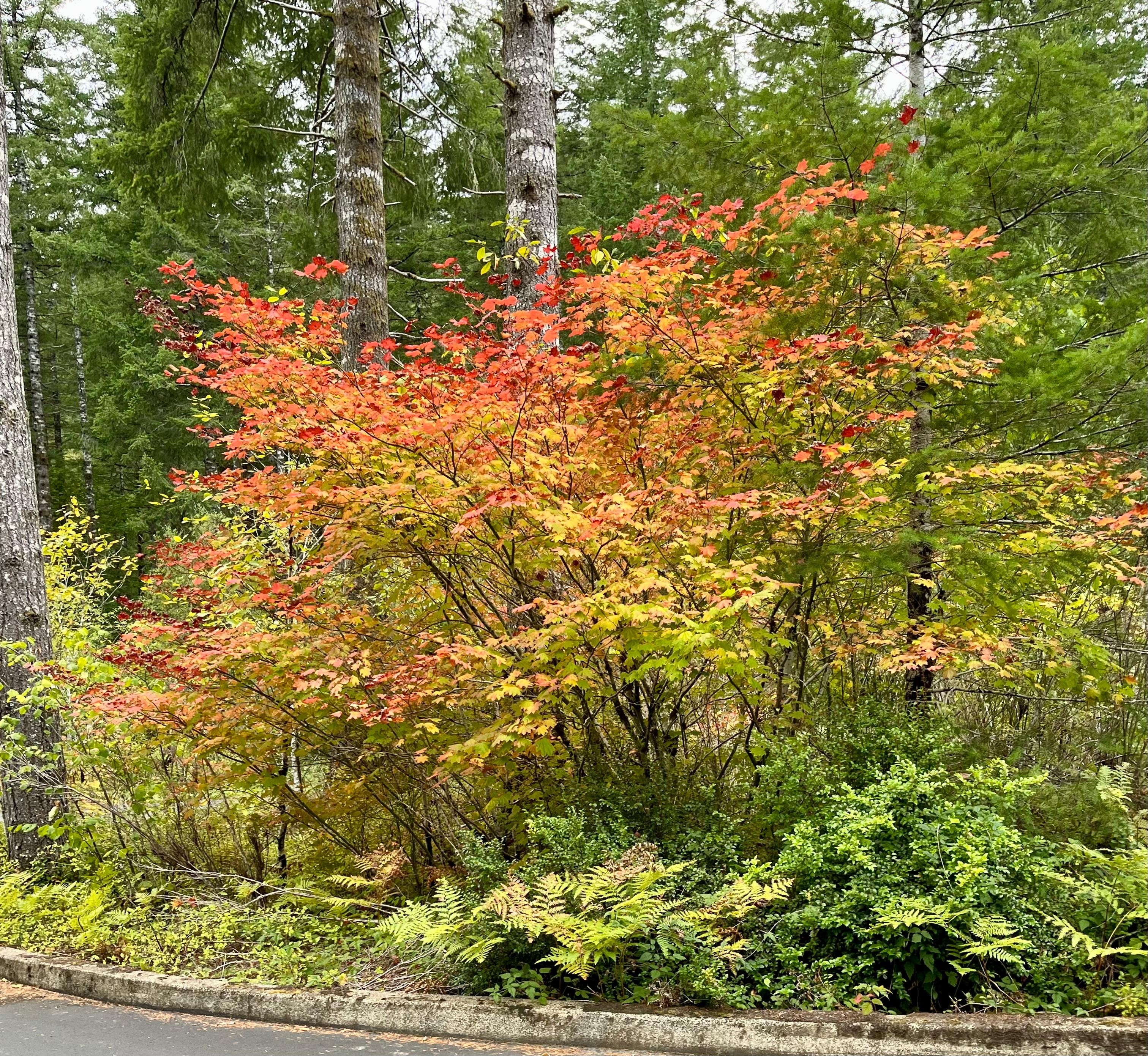 Fall color Tillamook Forest