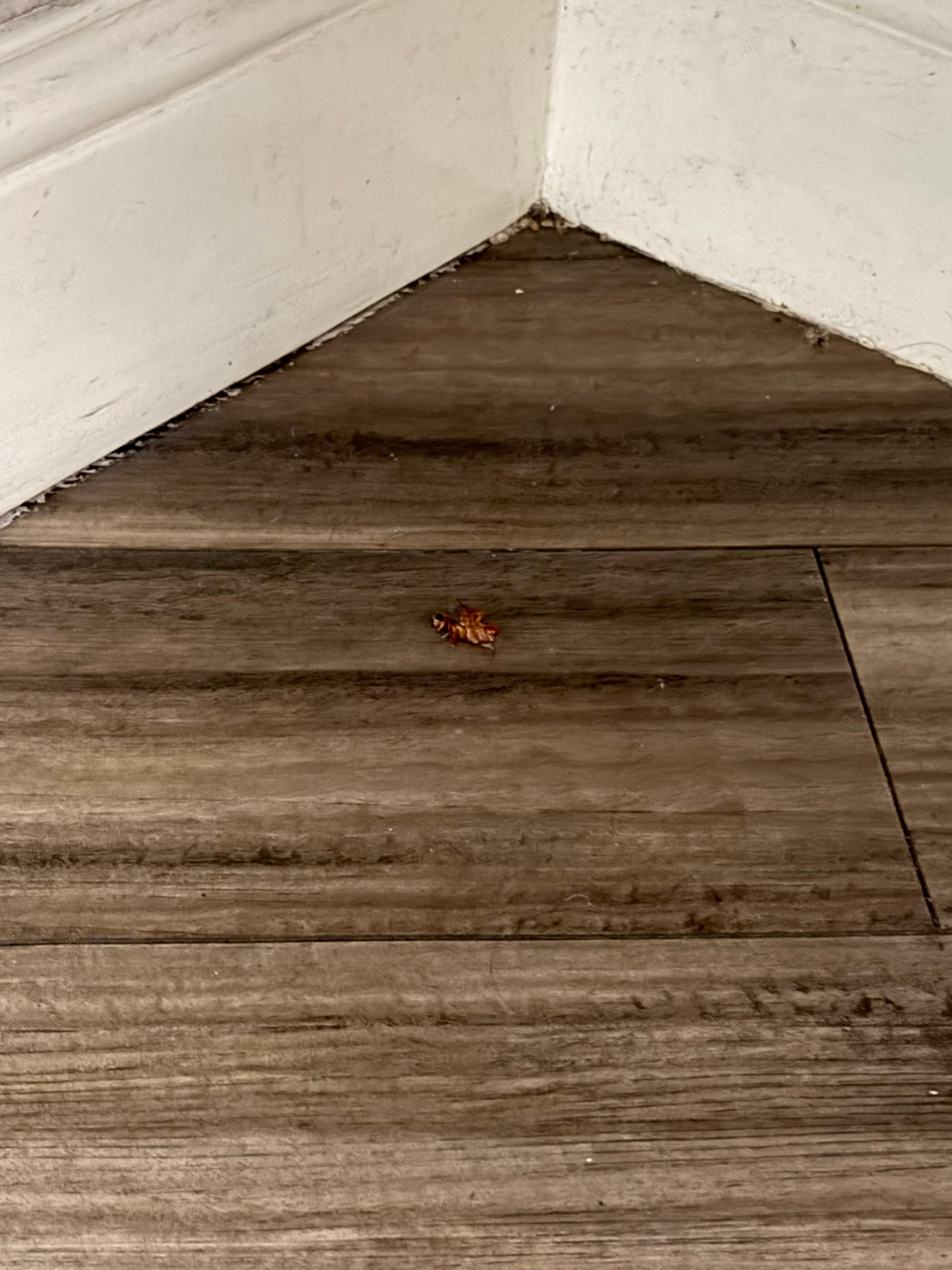 Cockroach under the sink after I killed it.