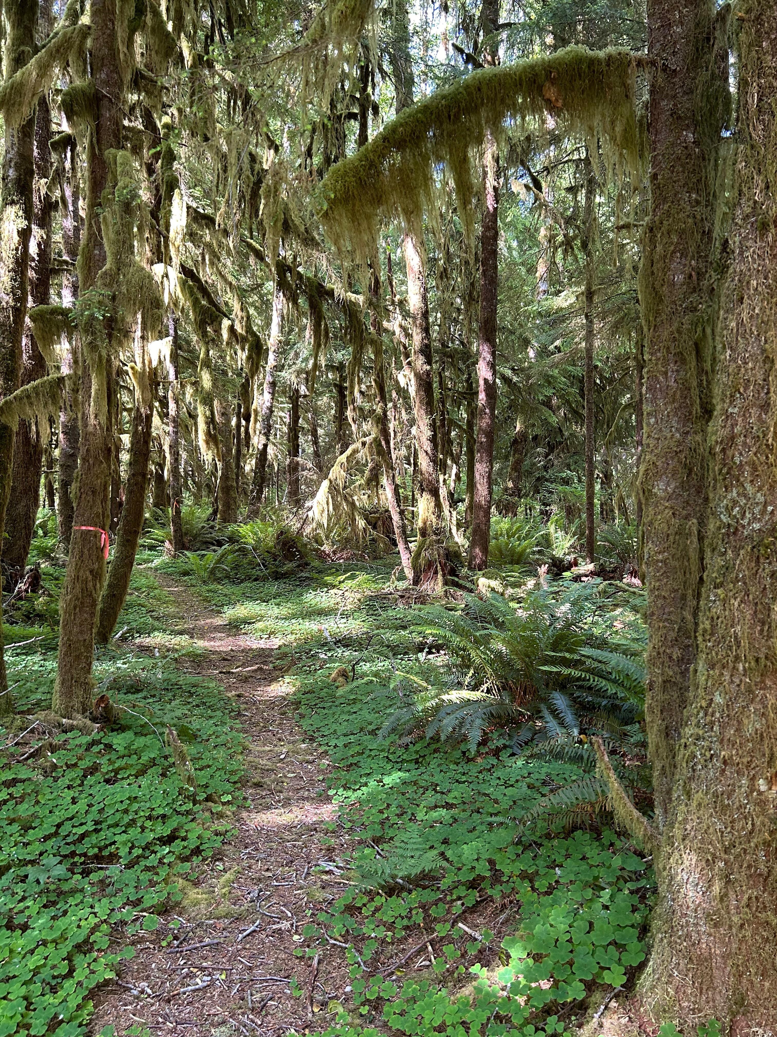 Nature trail