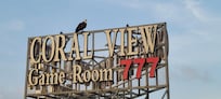 Their sign that happened to have a young eagle visiting