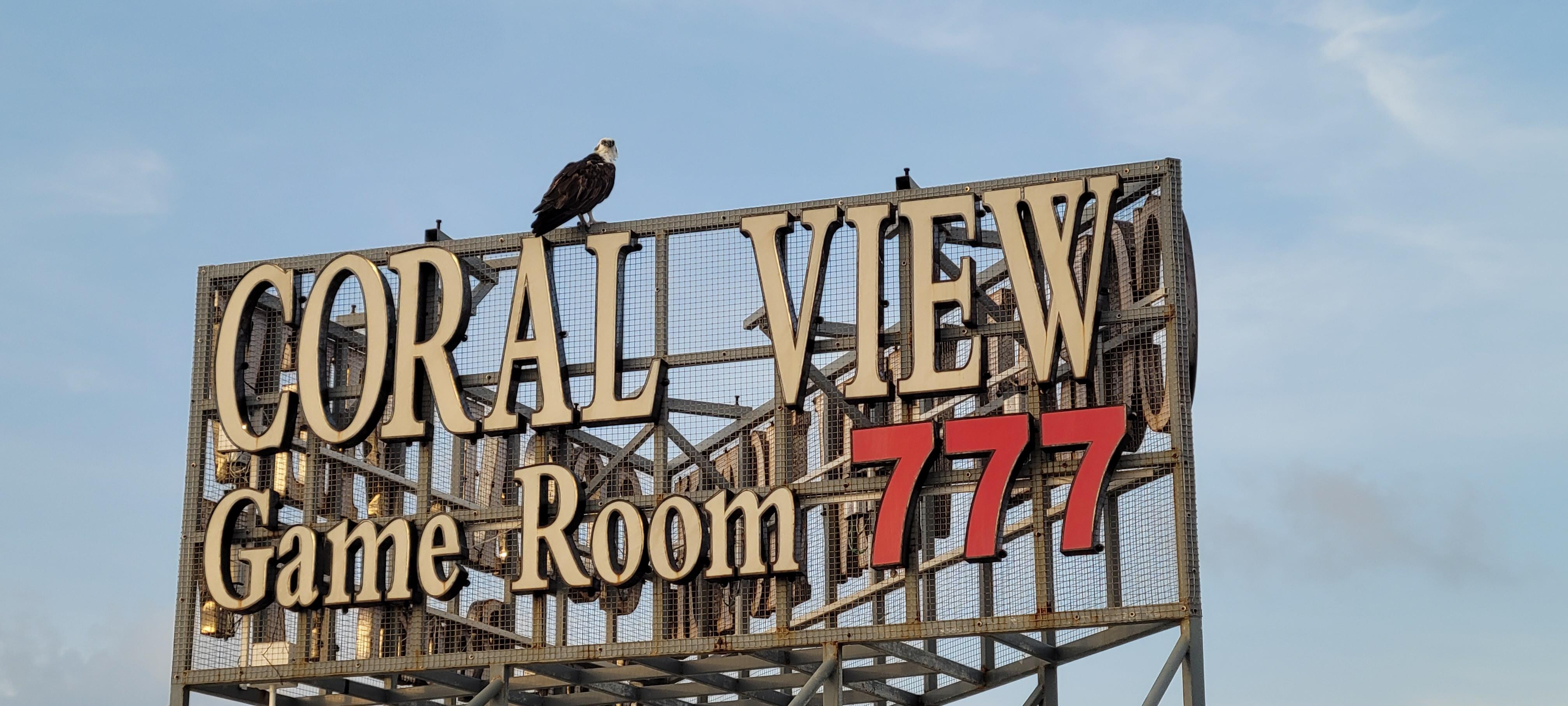 Their sign that happened to have a young eagle visiting
