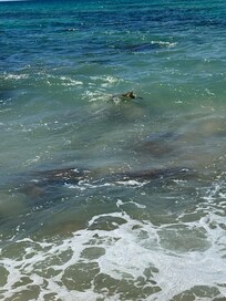 Turtles swimming right in front of the house